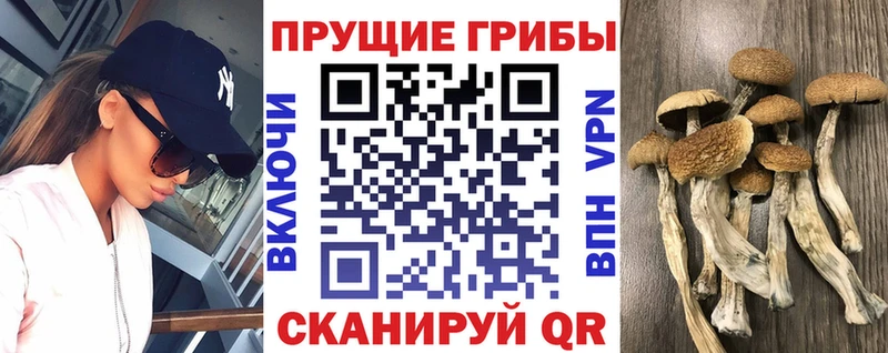 Псилоцибиновые грибы Psilocybine cubensis  Обь 